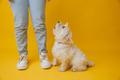 West highland white terrier standing next to girl's feet on yellow background - PhotoDune Item for Sale