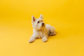 Young west highland white terrier on yellow background, west highland white terrier in studio - PhotoDune Item for Sale