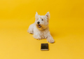 Young west highland white terrier on a yellow background, west highland white terrier in the studio - PhotoDune Item for Sale