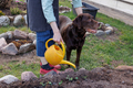 woman waters flowers and plays with labrador retriever dog - PhotoDune Item for Sale