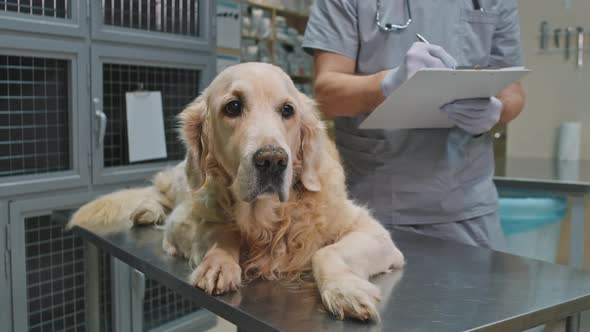 Golden Retriever At Veterinary Clinic