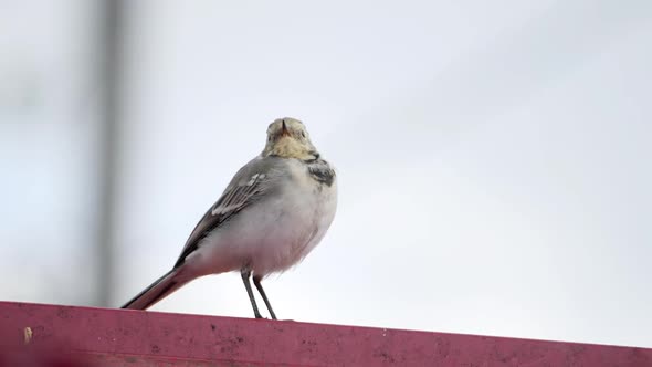 White Wagtail Motacilla Alba on a Roof