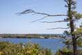 trees in the lake. Killarney, Canada - PhotoDune Item for Sale