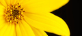 Half topinambur yellow flower Jerusalem artichoke on black background, beautiful backdrop - PhotoDune Item for Sale