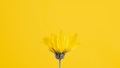 Yellow flower bud of topinambur on yellow background, top copy space, blurred yellow flower - PhotoDune Item for Sale