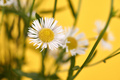 Beautiful Erigeron annuus flowers with white flower heads and yellow center, yellow background - PhotoDune Item for Sale