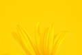 Yellow flower petals of topinambur on yellow background, top copy space, blurred yellow flower - PhotoDune Item for Sale