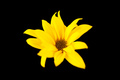 topinambur yellow flower Jerusalem artichoke on black background, beautiful backdrop - PhotoDune Item for Sale