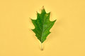 One green Quercus rubra oak leaf isolated on yellow background, Northern red oak tree leaf - PhotoDune Item for Sale