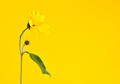 One yellow topinambur flower on yellow background, right copy space, single Jerusalem artichoke - PhotoDune Item for Sale