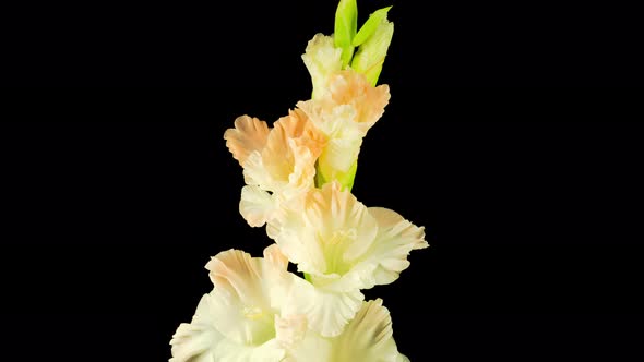 Time Lapse of Opening White Gladiolus Flower