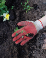 woman in garden or country house transplants seasonal flowers into flowerbed - PhotoDune Item for Sale
