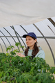 woman in greenhouse is engaged in gardening, transplanting seedlings of tomatoes and peppers. - PhotoDune Item for Sale