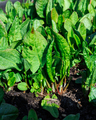 gardening grow organic products in garden or on farm onions lettuce strawberries arugula. - PhotoDune Item for Sale