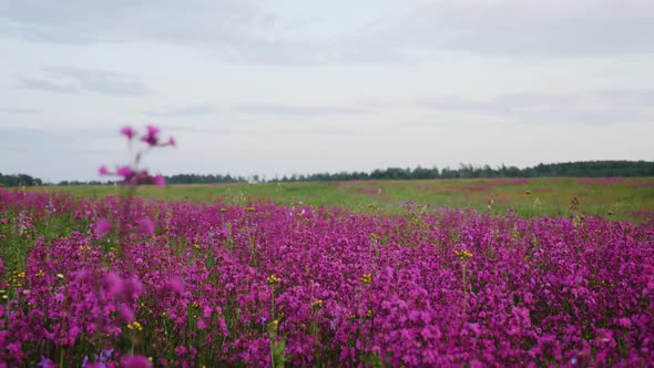 Huge Field with Pink Flowers Blooming