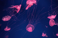 Group Of Fluorescent Jellyfish Swimming Underwater Aquarium Pool. - PhotoDune Item for Sale