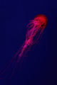 Fluorescent Jellyfish Swimming Underwater Aquarium Pool With Red Neon Light. - PhotoDune Item for Sale
