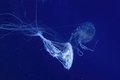 Fluorescent Jellyfish Swimming Underwater Aquarium Pool With Blue Neon Light - PhotoDune Item for Sale