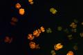 Group of yellow fluorescent jellyfish swimming underwater aquarium pool - PhotoDune Item for Sale
