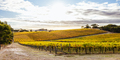 Mclaren Vale Wine Region Landscape in Australia - PhotoDune Item for Sale