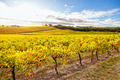 Mclaren Vale Wine Region Landscape in Australia - PhotoDune Item for Sale