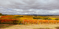 Mclaren Vale Wine Region Landscape in Australia - PhotoDune Item for Sale