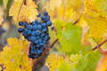 Coonawarra Grape Vines in Australia - PhotoDune Item for Sale