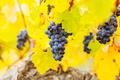 Coonawarra Grape Vines in Australia - PhotoDune Item for Sale