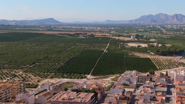 Green Citrus Farm Crop Fields Near Mediterranean Town Buildings In Algorfa, Spain.