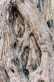 Olive bark background. Texture of a tree trunk. Abstract natural background - PhotoDune Item for Sale