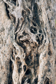 Olive bark background. Texture of a tree trunk. Abstract natural background - PhotoDune Item for Sale