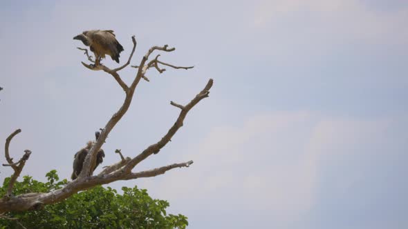 Vultures standing on branches 