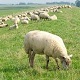 Sheep On a Pasture