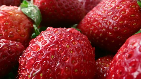 Fresh Strawberries with Green Twigs and in Drops of Water