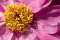 close up of pink flower. Peony flower - PhotoDune Item for Sale