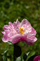 pink flower.peony flowers. Macro of peony - PhotoDune Item for Sale