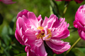 pink flowers. peony flowers - PhotoDune Item for Sale