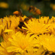 Bees - VideoHive Item for Sale