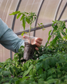gardening woman's hand holds transparent pot with tomato seedling. female plants vegetables - PhotoDune Item for Sale
