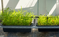 Growing own herbs and vegetables in little garden on balcony.   - PhotoDune Item for Sale