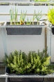 Growing own herbs and vegetables in little garden on balcony.  - PhotoDune Item for Sale