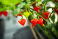 Growing own chili pepper in little garden on balcony. Red chili pepper plant with fruits, close up. - PhotoDune Item for Sale