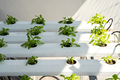 Growing own herbs and vegetables in small self irrigation garden on balcony. - PhotoDune Item for Sale
