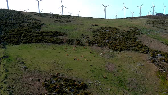 Cows Grazing On Hillside With Wind turbines Spinning On Ridgeline At Miradoiro da Curota. Circle Dol