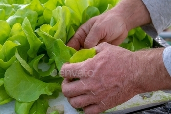Closeup shot of a man handpicking fresh and green lettuce