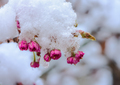 Snow covered pink cherry blossoms - PhotoDune Item for Sale