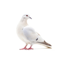 White pigeon - PhotoDune Item for Sale