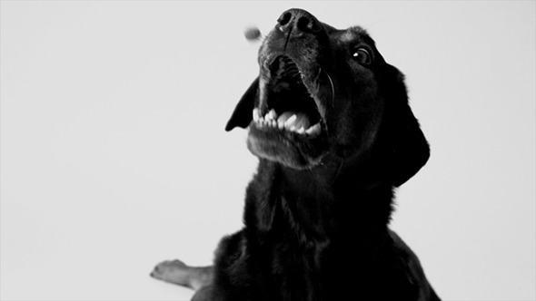 Dog Catching a Treat in Slow Motion, Black & White