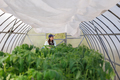 woman in greenhouse transplants seedlings of vegetables fruits tomatoes cucumbers and carrots - PhotoDune Item for Sale