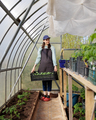 woman with box of seedlings in greenhouse transplants of vegetables and fruits, tomatoes - PhotoDune Item for Sale